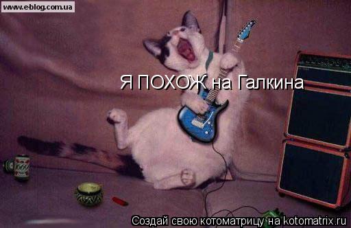 Я ПОХОЖ на Галкина... Котоматрица: Я ПОХОЖ на Галкина