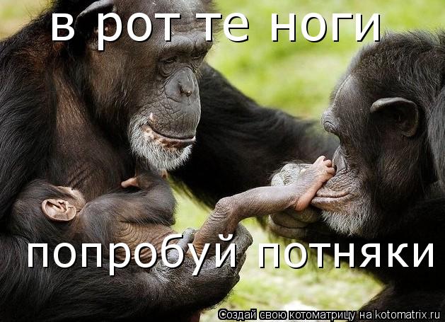 в рот те ноги попробуй потняки... Котоматрица: в рот те ноги попробуй потняки