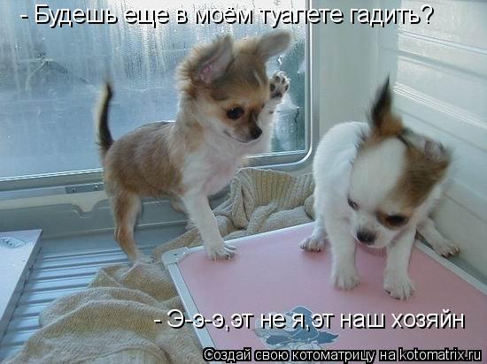 - Будешь еще в моём туалете гадить? - Э-э-э,эт не я,эт наш хозяйн... Котоматрица: - Будешь еще в моём туалете гадить? - Э-э-э,эт не я,эт наш хозяйн