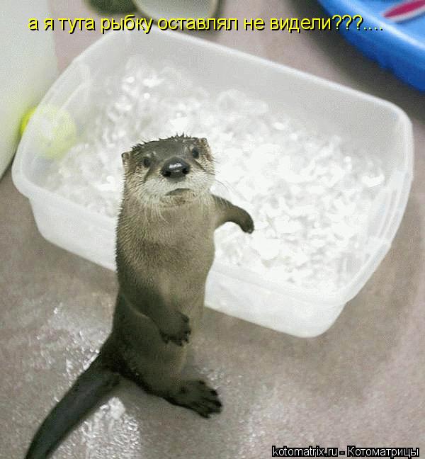 а я тута рыбку оставлял не видели???....... Котоматрица: а я тута рыбку оставлял не видели???....
