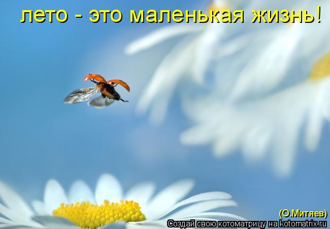 лето - это маленькая жизнь! (О.Митяев)... Котоматрица: лето - это маленькая жизнь! (О.Митяев)