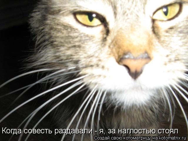 Когда совесть раздавали - я, за наглостью стоял... Котоматрица: Когда совесть раздавали - я, за наглостью стоял
