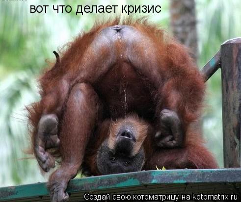 вот что делает кризис... Котоматрица: вот что делает кризис