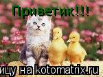 Приветик!!!... Котоматрица: Приветик!!!