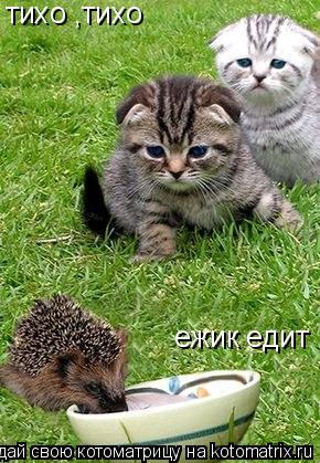 тихо ,тихо ежик едит... Котоматрица: тихо ,тихо ежик едит