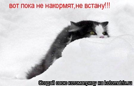 вот пока не накормят,не встану!!! вот пока не накормят,не встану!!!... Котоматрица: вот пока не накормят,не встану!!! вот пока не накормят,не встану!!!