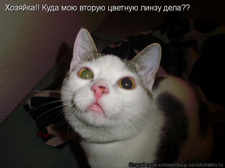 Котоматрица: Хозяйка!! Куда мою вторую цветную линзу дела??