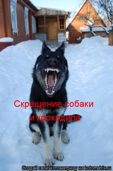 Скрещение собаки и крокодила... Котоматрица: Скрещение собаки и крокодила