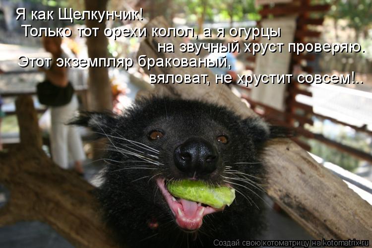 Я как Щелкунчик! Только тот орехи колол, а я огурцы на звучный хруст проверяю. Этот экземпляр брако... Котоматрица: Я как Щелкунчик! Только тот орехи колол, а я огурцы на звучный хруст проверяю. Этот экземпляр бракованый, вяловат, не хрустит совсем!..