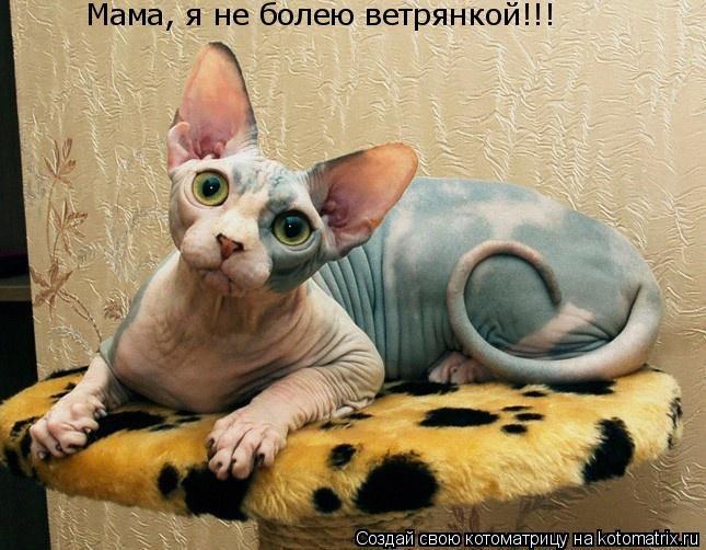 Мама, я не болею ветрянкой!!!... Котоматрица: Мама, я не болею ветрянкой!!!