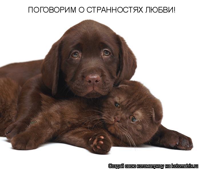 ПОГОВОРИМ О СТРАННОСТЯХ ЛЮБВИ!... Котоматрица: ПОГОВОРИМ О СТРАННОСТЯХ ЛЮБВИ!