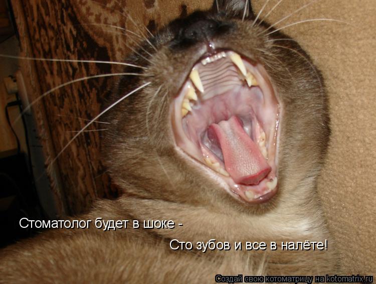Котоматрица: Стоматолог будет в шоке -  Сто зубов и все в налёте!