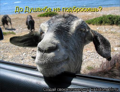 До Душанбе не подбросишь?... Котоматрица: До Душанбе не подбросишь?
