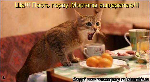 Ша!!! Пасть порву..Моргалы выцарапаю!!!... Котоматрица: Ша!!! Пасть порву..Моргалы выцарапаю!!!