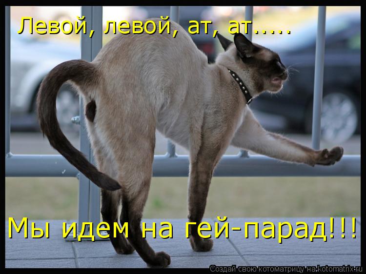 Левой, левой, ат, ат..... Мы идем на гей-парад!!!... Котоматрица: Левой, левой, ат, ат..... Мы идем на гей-парад!!!
