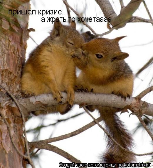пришел кризис... а жрать то хочетаааа... Котоматрица: пришел кризис... а жрать то хочетаааа
