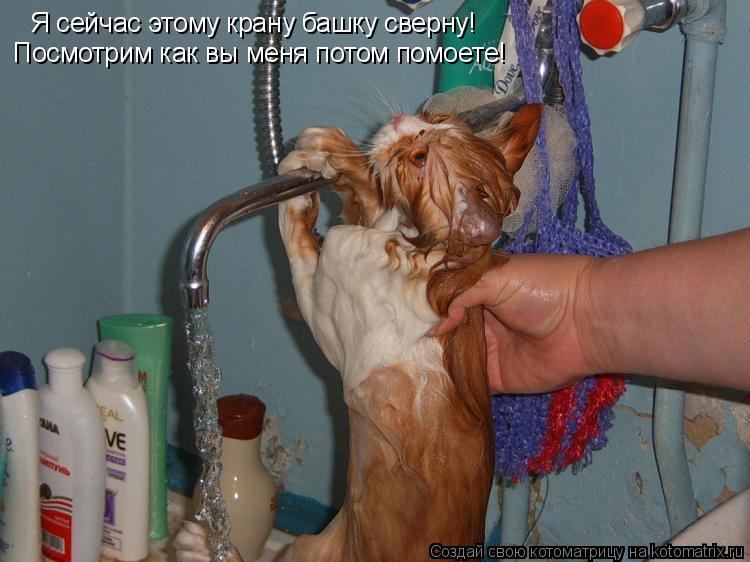Я сейчас этому крану башку сверну! Посмотрим как вы меня потом помоете!... Котоматрица: Я сейчас этому крану башку сверну! Посмотрим как вы меня потом помоете!