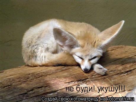 не буди! укушу!!!... Котоматрица: не буди! укушу!!!