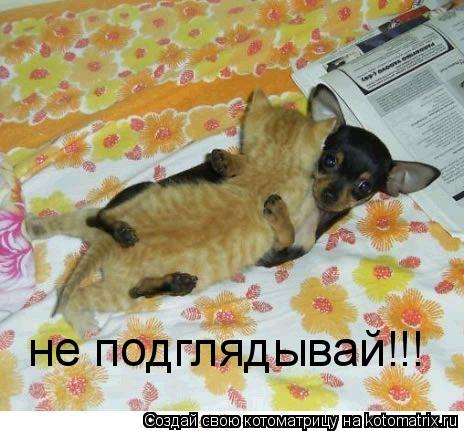 не подглядывай!!!... Котоматрица: не подглядывай!!!