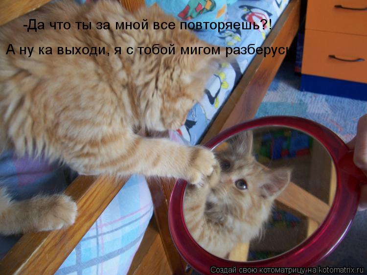 -Да что ты за мной все повторяешь?! А ну ка выходи, я с тобой мигом разберусь... Котоматрица: -Да что ты за мной все повторяешь?! А ну ка выходи, я с тобой мигом разберусь