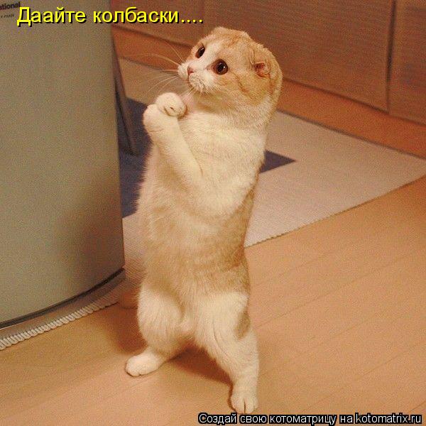 Даайте колбаски....... Котоматрица: Даайте колбаски....