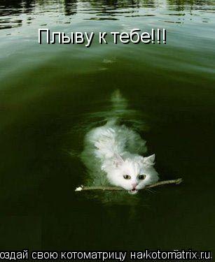 Плыву к тебе!!!... Котоматрица: Плыву к тебе!!!