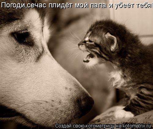 Погоди,сечас плидёт мой папа и убеёт тебя!... Котоматрица: Погоди,сечас плидёт мой папа и убеёт тебя!