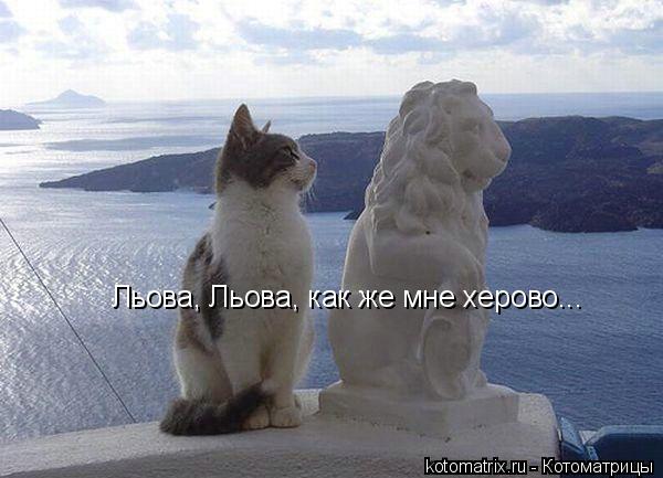 Котоматрица: Льова, Льова, как же мне херово...