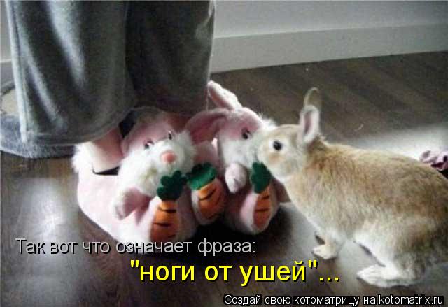 Так вот что означает фраза: "ноги от ушей"...... Котоматрица: Так вот что означает фраза: "ноги от ушей"...