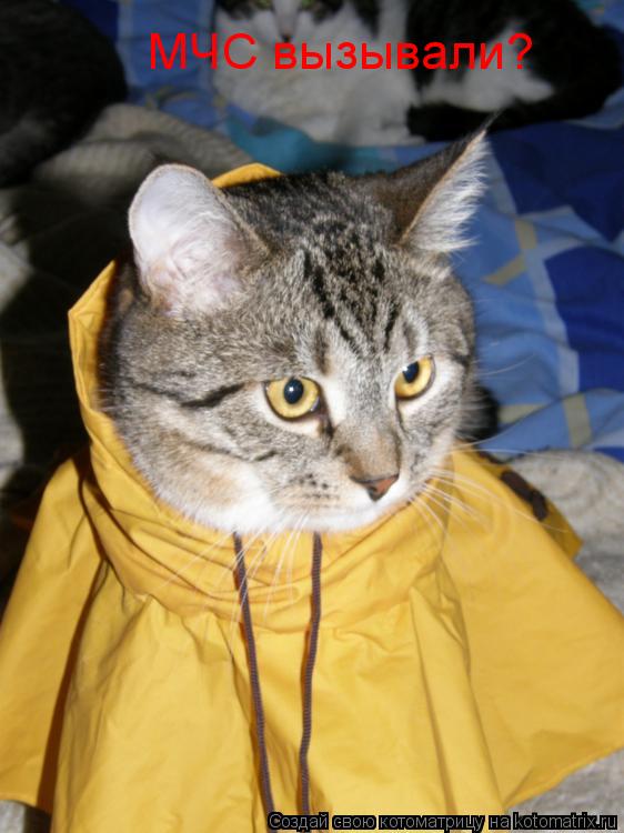 МЧС вызывали?... Котоматрица: МЧС вызывали?
