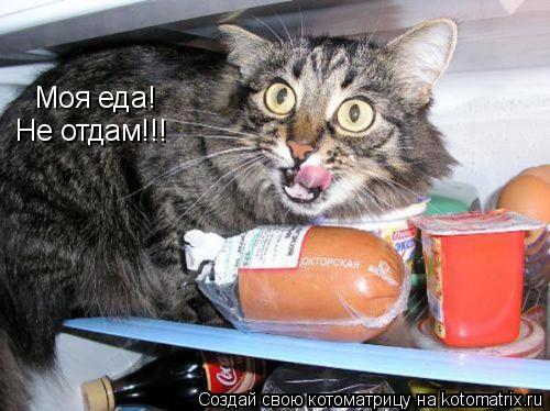 Моя еда! Не отдам!!!... Котоматрица: Моя еда! Не отдам!!!