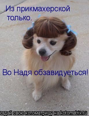 Из прикмахерской только. Во Надя обзавидуеться!!!!... Котоматрица: Из прикмахерской только. Во Надя обзавидуеться!!!!