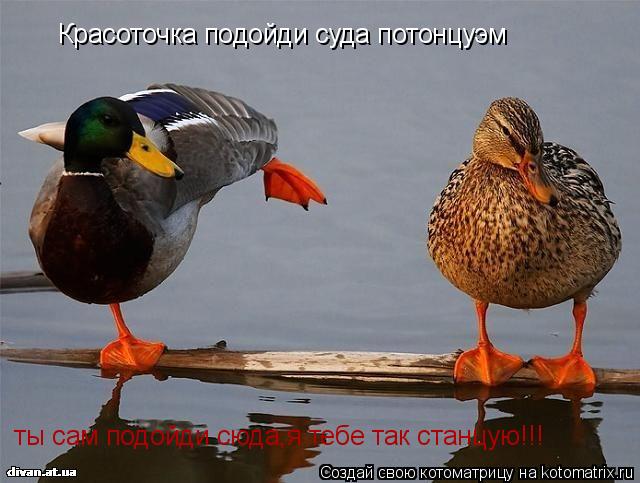 Красоточка подойди суда потонцуэм ты сам подойди сюда,я тебе так станцую!!!... Котоматрица: Красоточка подойди суда потонцуэм ты сам подойди сюда,я тебе так станцую!!!
