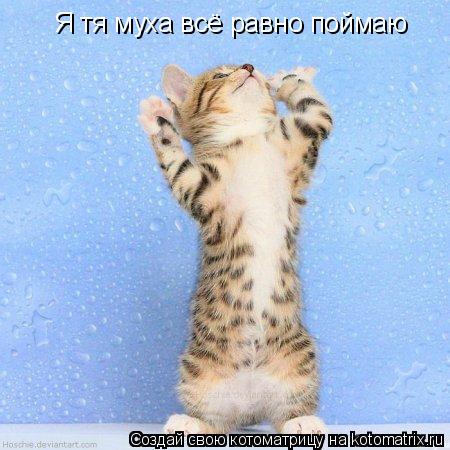 Я тя муха всё равно поймаю... Котоматрица: Я тя муха всё равно поймаю