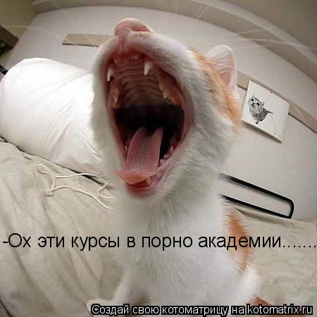 -Ох эти курсы в порно академии.............. Котоматрица: -Ох эти курсы в порно академии...........