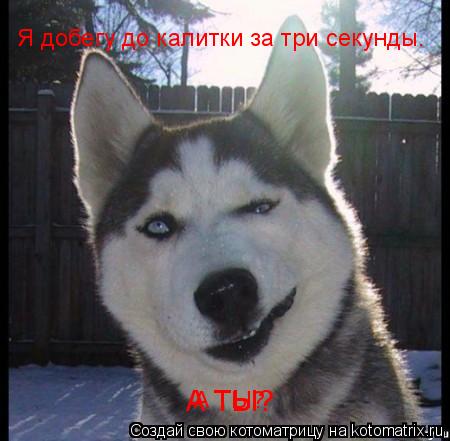 Я добегу до калитки за три секунды. А ТЫ? А ТЫ?... Котоматрица: Я добегу до калитки за три секунды. А ТЫ? А ТЫ?