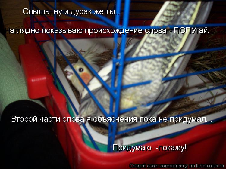 Слышь, ну и дурак же ты... Наглядно показываю происхождение слова - ПОПУгай... Второй части слова я о... Котоматрица: Слышь, ну и дурак же ты... Наглядно показываю происхождение слова - ПОПУгай... Второй части слова я объяснения пока не придумал... Придумаю -по