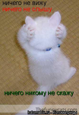 ничего не вижу ничего не слышу ничего никому не скажу... Котоматрица: ничего не вижу ничего не слышу ничего никому не скажу