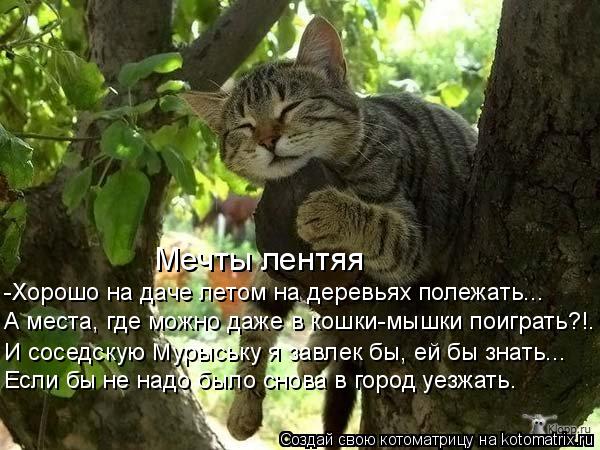 -Хорошо на даче летом на деревьях полежать... А места, где можно даже в кошки-мышки поиграть?!. Если ... Котоматрица: -Хорошо на даче летом на деревьях полежать... А места, где можно даже в кошки-мышки поиграть?!. Если бы не надо было снова в город уезжать. И сос
