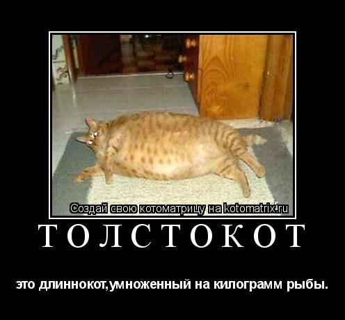 Котоматрица: ТОЛСТОКОТ это длиннокот,умноженный на килограмм рыбы.