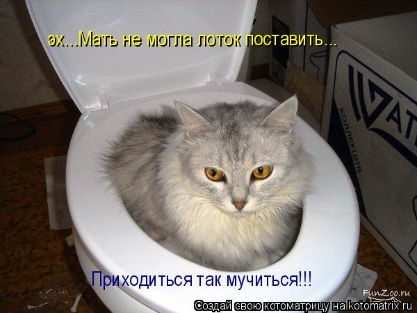 эх...Мать не могла лоток поставить... Приходиться так мучиться!!!... Котоматрица: эх...Мать не могла лоток поставить... Приходиться так мучиться!!!