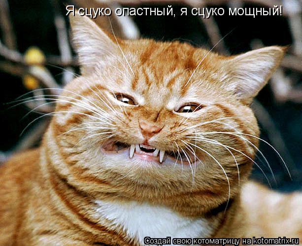 Котоматрица: Я сцуко опастный, я сцуко мощный!