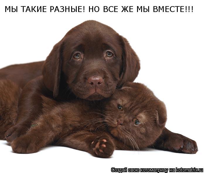 МЫ ТАКИЕ РАЗНЫЕ! НО ВСЕ ЖЕ МЫ ВМЕСТЕ!!!... Котоматрица: МЫ ТАКИЕ РАЗНЫЕ! НО ВСЕ ЖЕ МЫ ВМЕСТЕ!!!