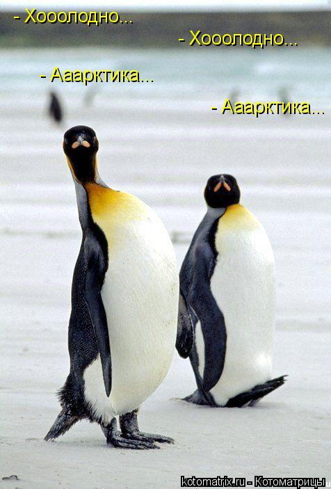 - Хооолодно... - Хооолодно... - Ааарктика... - Ааарктика...... Котоматрица: - Хооолодно... - Хооолодно... - Ааарктика... - Ааарктика...
