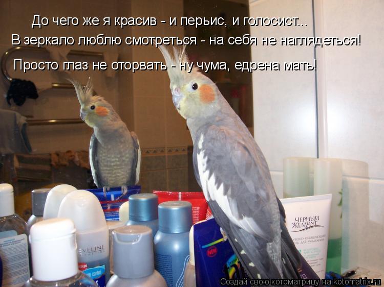 Котоматрица: До чего же я красив - и перьис, и голосист... В зеркало люблю смотреться - на себя не наглядеться!  Просто глаз не оторвать - ну чума, едрена мать