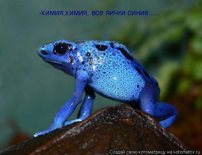 Котоматрица: -химия,химия, все яички синие......