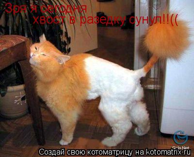 Зря я сегодня хвост в разетку сунул!!! Зря я сегодня хвост в разедку сунул!!((... Котоматрица: Зря я сегодня хвост в разетку сунул!!! Зря я сегодня хвост в разедку сунул!!((