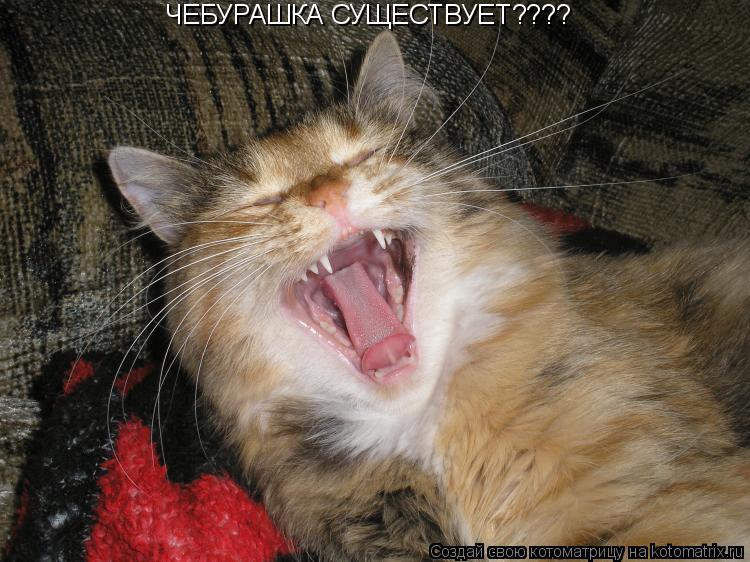 ЧЕБУРАШКА СУЩЕСТВУЕТ????... Котоматрица: ЧЕБУРАШКА СУЩЕСТВУЕТ????