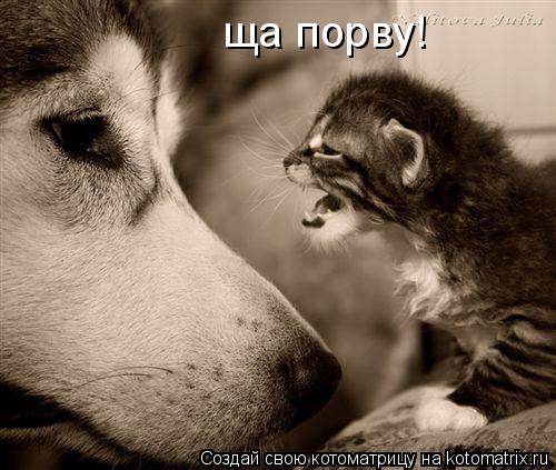ща порву!... Котоматрица: ща порву!
