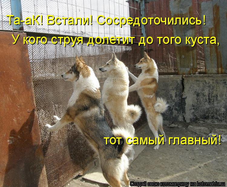 Та-аК! Встали! Сосредоточились! У кого струя долетит до того куста, тот самый главный!... Котоматрица: Та-аК! Встали! Сосредоточились! У кого струя долетит до того куста, тот самый главный!
